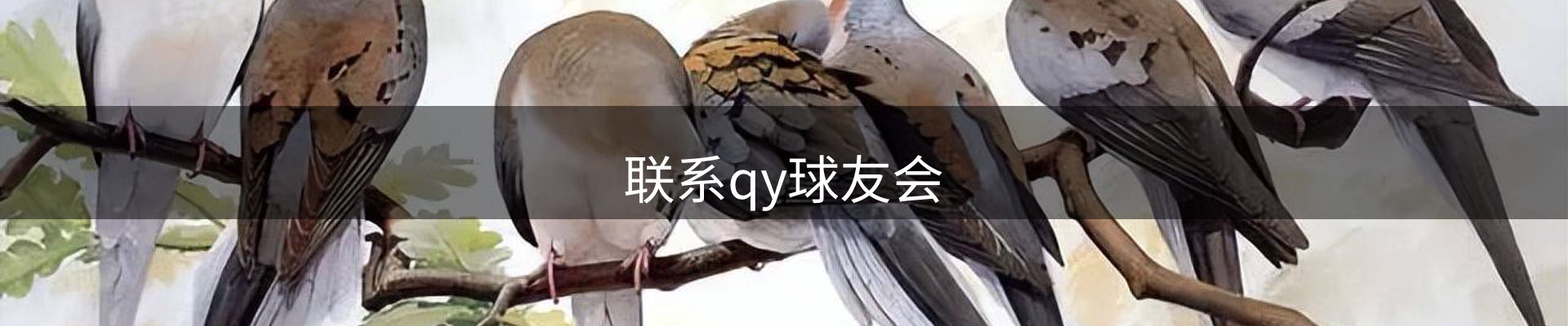 联系qy球友会